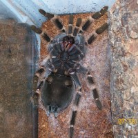 Brachypelma Smithi