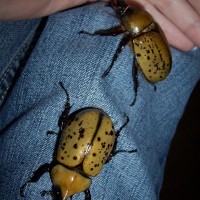 D. tityus Beetles