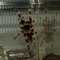 B. smithi