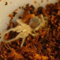 Freshly molted B. Vagans sling