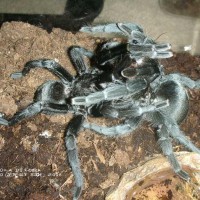 Grammostola pulchra pair