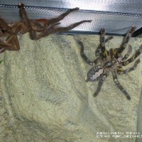 Poecilotheria ornata pair