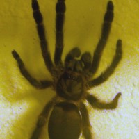 Tapinauchenius plumipes