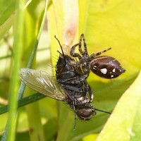 Wild P. audax eating a fly (Tachinidae sp.)