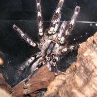 Poecilitheria Regalis