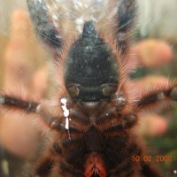 A.versicolor 3.25in new photos