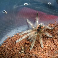 P. nigricolor ~2"