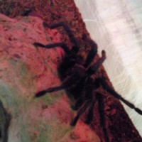 GBB Breeders