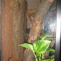 P. Regalis tank