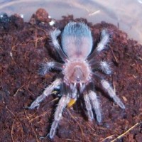 B. smithi