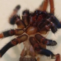 GBB Molt , Male or Female?