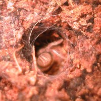 C. Elegans