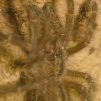 P. Rufilata