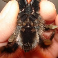 M or F A.avicularia