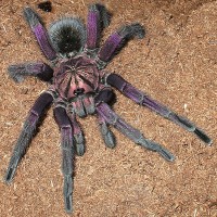 Pamphobeteus ID