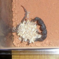 Parabuthus transvaalicus and clutch