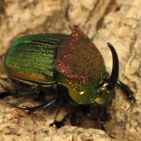 "Rainbow scarab", a dung beetle, Phanaeus vindex