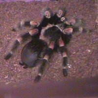 B. Smithi