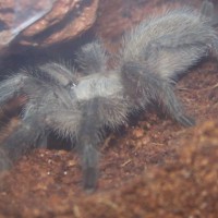 Monocentropus balfouri