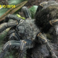 Cyclosternum sp."Columbia"