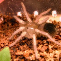 B. Smithi sling