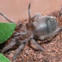 B. Smithi sling