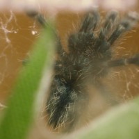 A. Versicolor sling