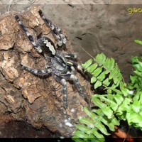 Poecilotheria striata adult female