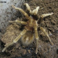 Cyclosternum macropus