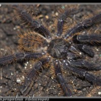 Lampropelma violaceopes