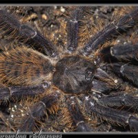 Lampropelma violaceopes