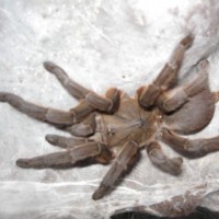 Chilobrachys huahini