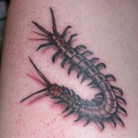 Scolopendra subspinipes mutilans tattoo