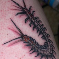 Scolopendra subspinipes mutilans tattoo