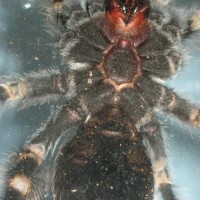 brachypelma smithi