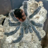 Avicularia sp.amazonica (Brazil) female