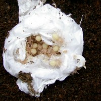 Encyocratella olivacea eggsack