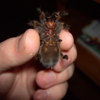 Is my B.smithi big enough to sex?