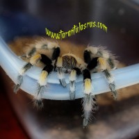 Brachypelma smithi