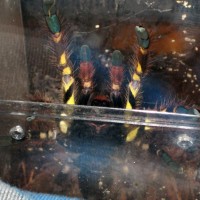 Poecilotheria Ornata Threat Pose