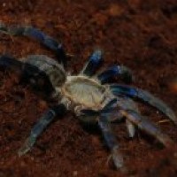 My haplopelma lividum