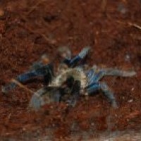 My haplopelma lividum