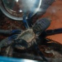 My haplopelma lividum