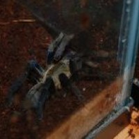 My haplopelma lividum