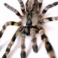 P. Regalis