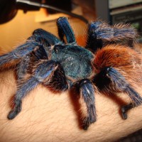 Chromatopelma cyaneopubescens