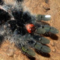 Avicularia spec. Amazon purple