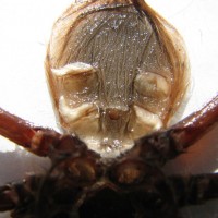 P. rufilata F?
