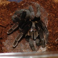 Unknown Tarantula