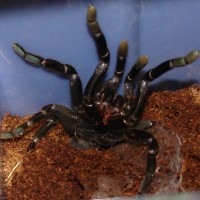 Unknown Tarantula Defensive